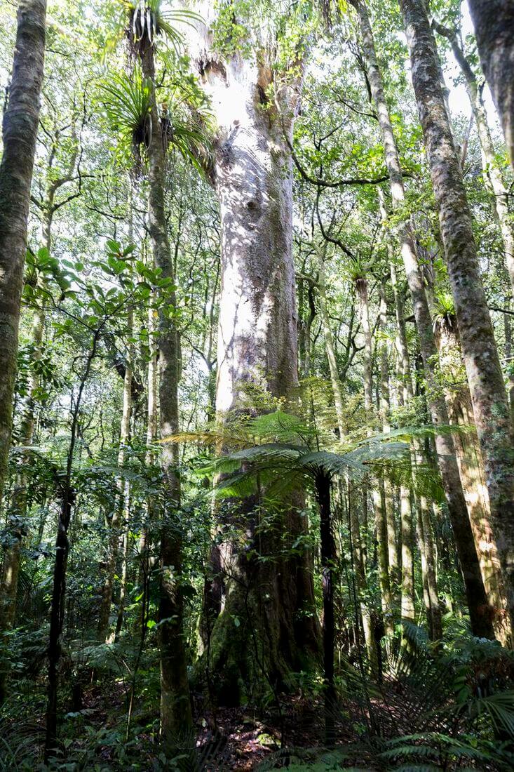 bosque en la península de Coromandel vegetación en la península de Coromandel
