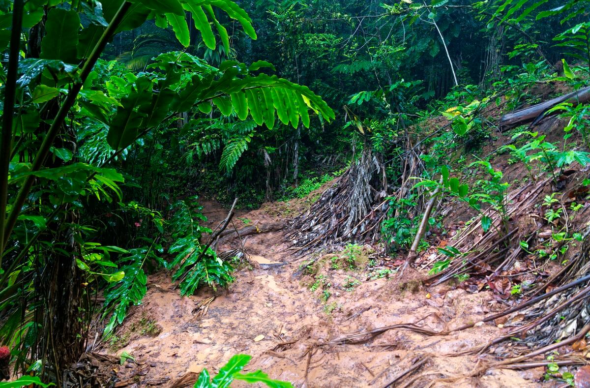 bosque tropical bosque tropical Saut de la Lézarde