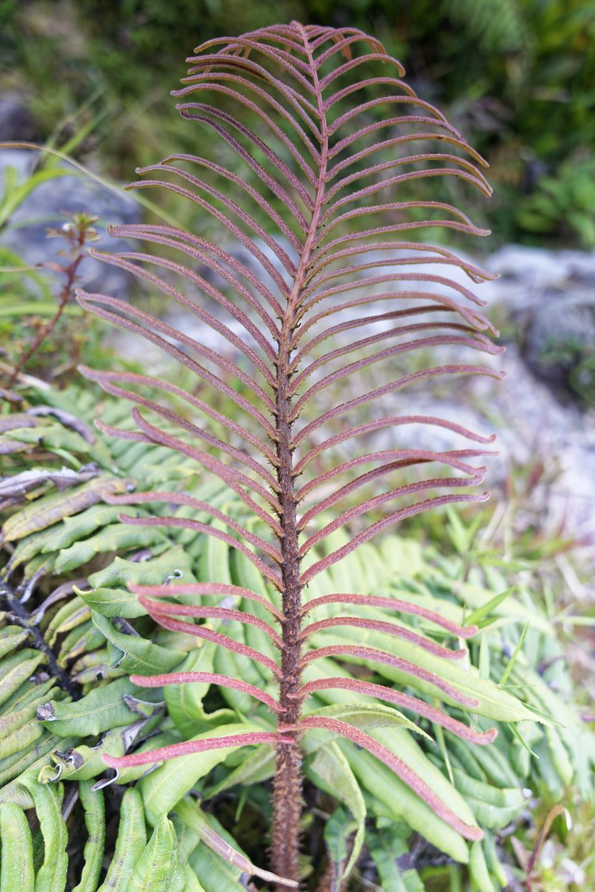helecho en el volcán de la Soufrière helecho en el volcán de la Soufrière