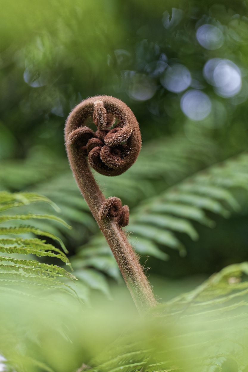 bosque de helechos helecho soufrière