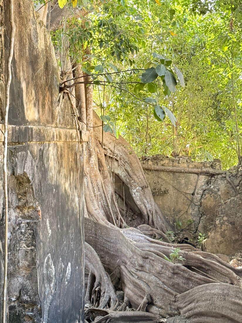 quesero en la prisión de Petit Canal la exuberante naturaleza recupera su lugar en Guadalupe