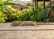 gecko Guadalupe