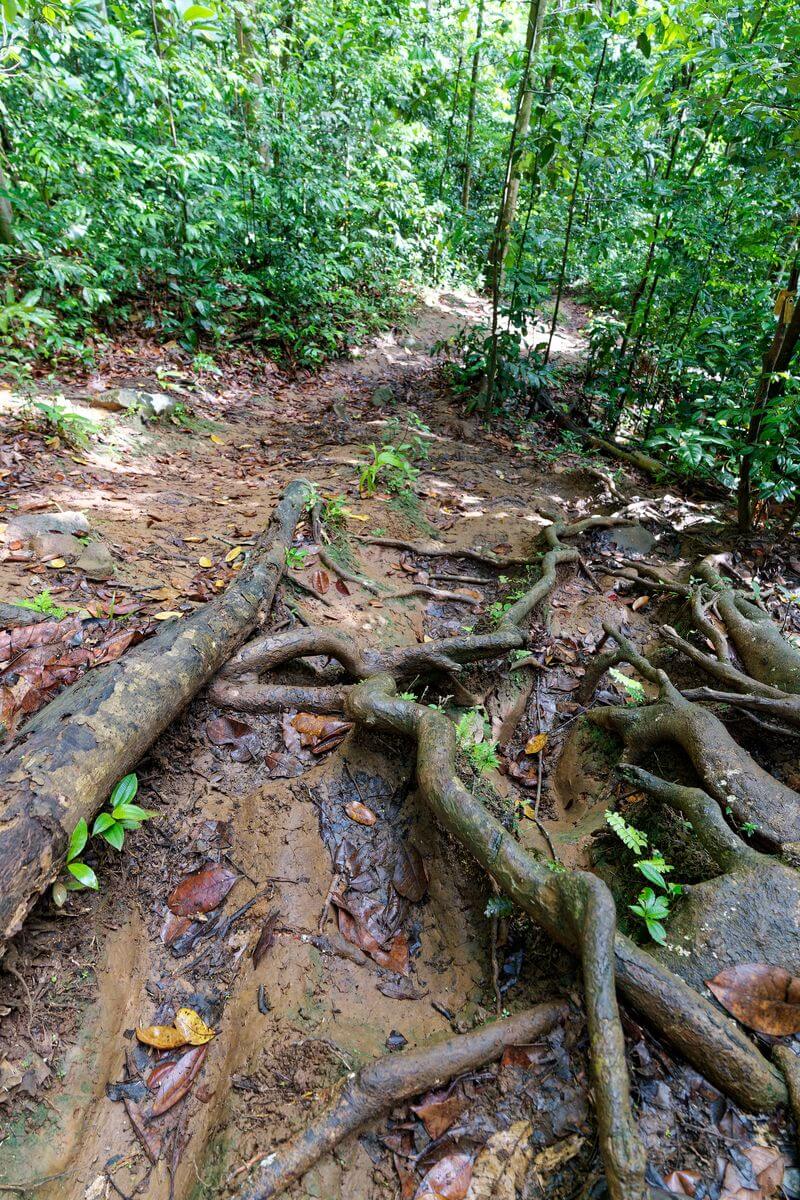 sendero resbaladizo saut du bras du fort senderismo goyave resbaladizo