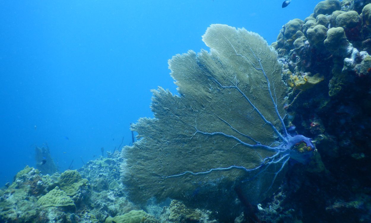 Gorgonia en Desirade buceo con botella en Desirade