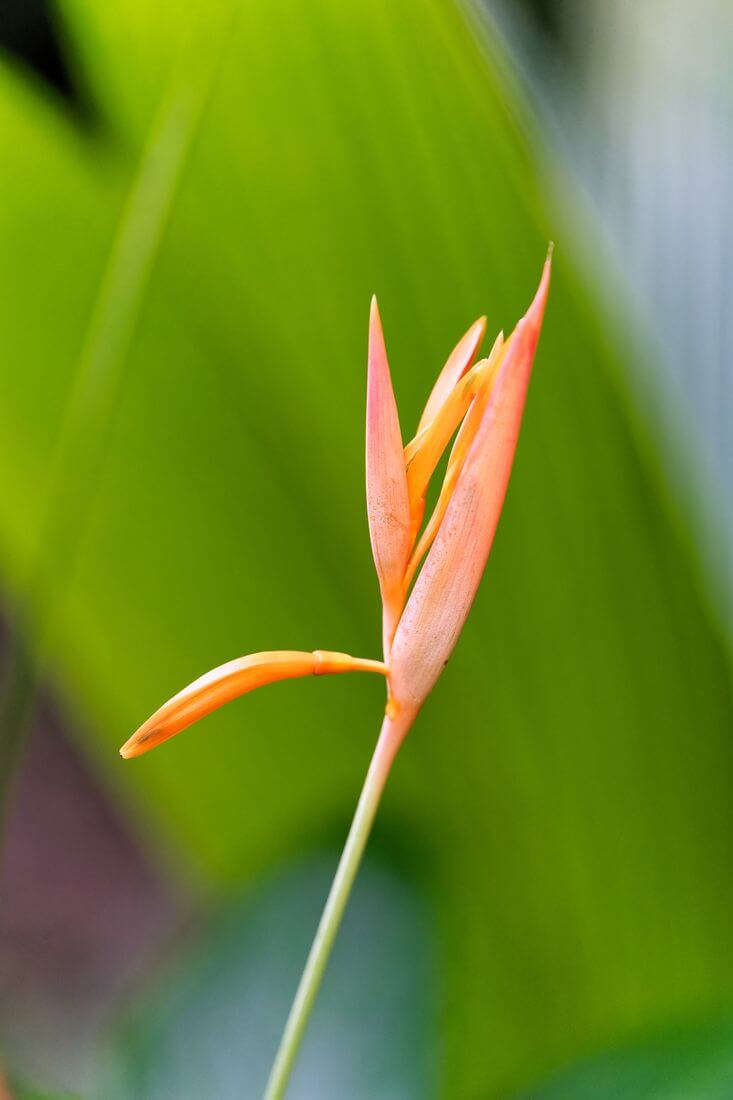 isla de Guadalupe Jardin des Colibris flor tropical isla de Guadalupe