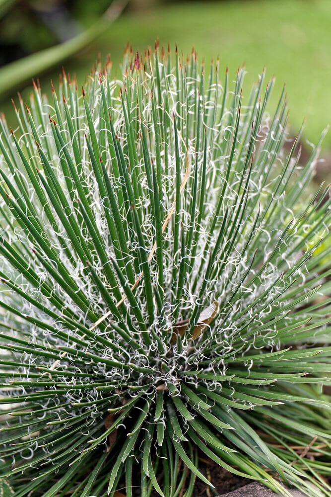 jardín botánico de cactus Deshaies jardín botánico Deshaies