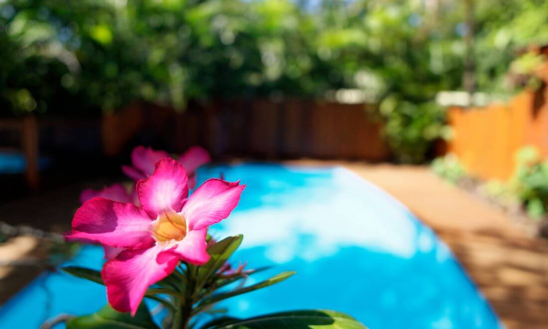 flor en nuestro jardín flor y piscina en la isla de Guadalupe