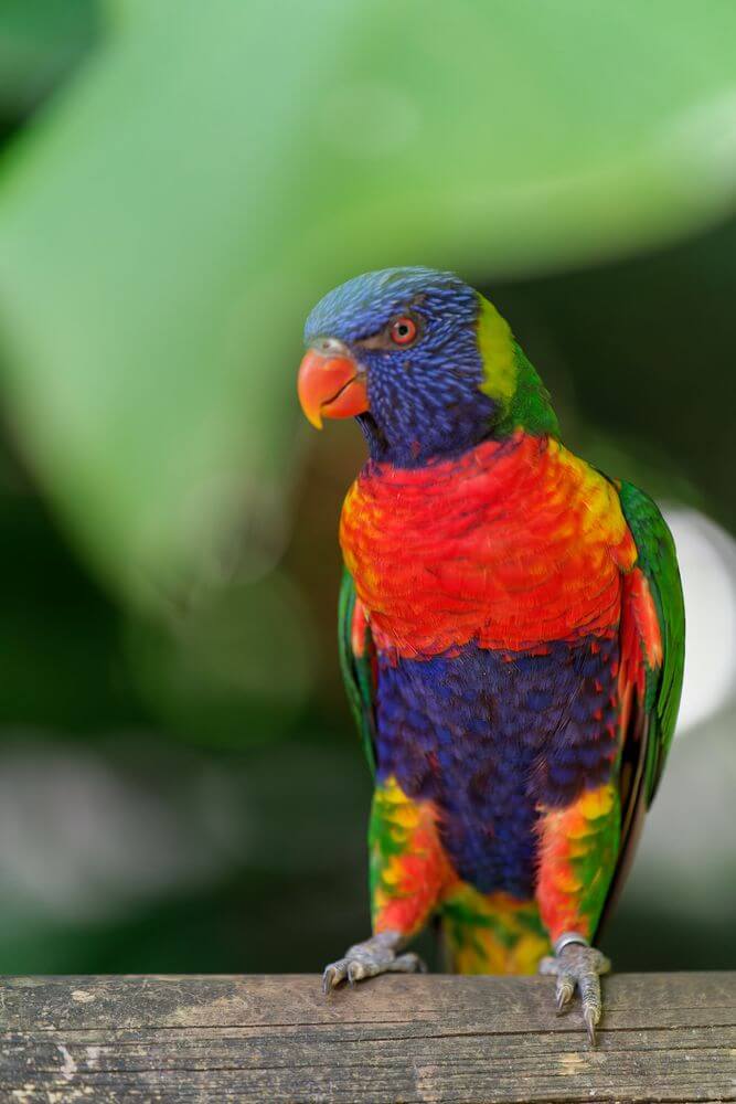 jardín de vida silvestre de Deshaies aves en jardín botánico