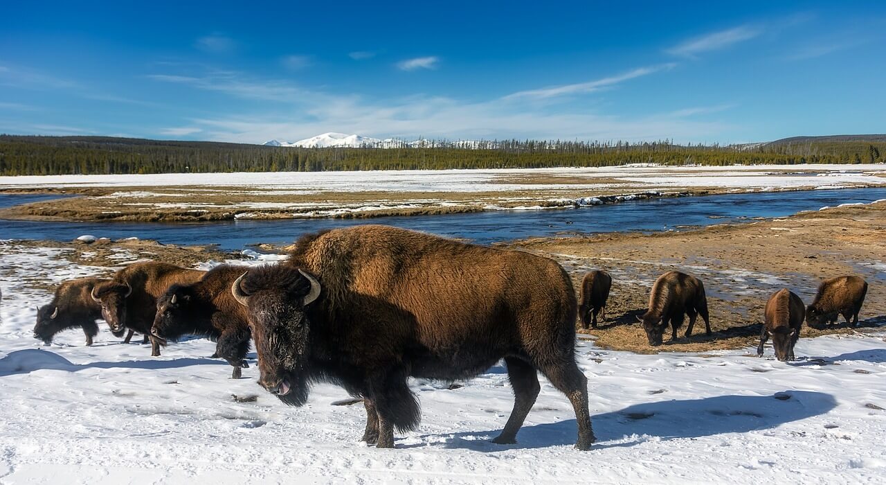 Parque Nacional de Yellowstone en invierno viaje y vacaciones en el Parque Nacional de Yellowstone