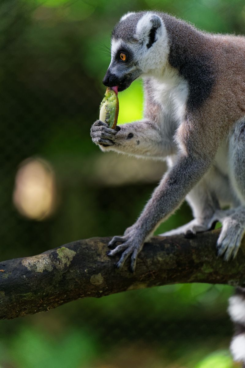 Lémur del Zoo de Guadalupe los lémures