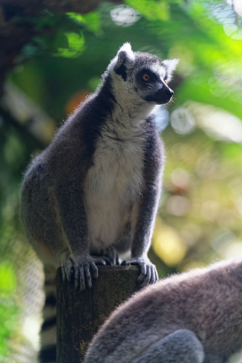 lémur del zoológico lémur del zoológico