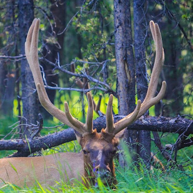 vida silvestre en el Parque Nacional de Yellowstone descubre la vida silvestre en el Parque Nacional de Yellowstone en Estados Unidos