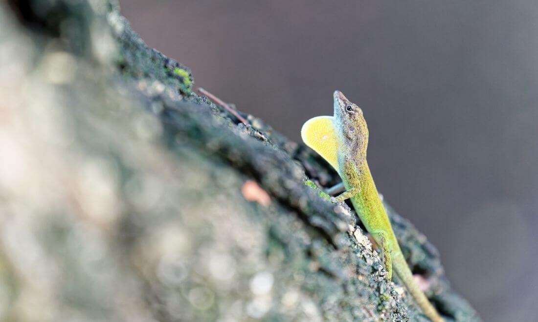 lagarto Guadalupe Jardín de los Colibríes lagarto en la isla de Guadalupe