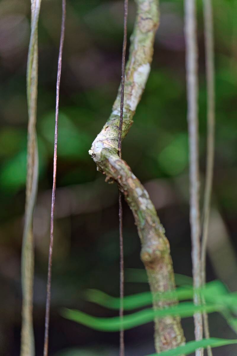 árboles saut acomat bosque de árboles Guadalupe
