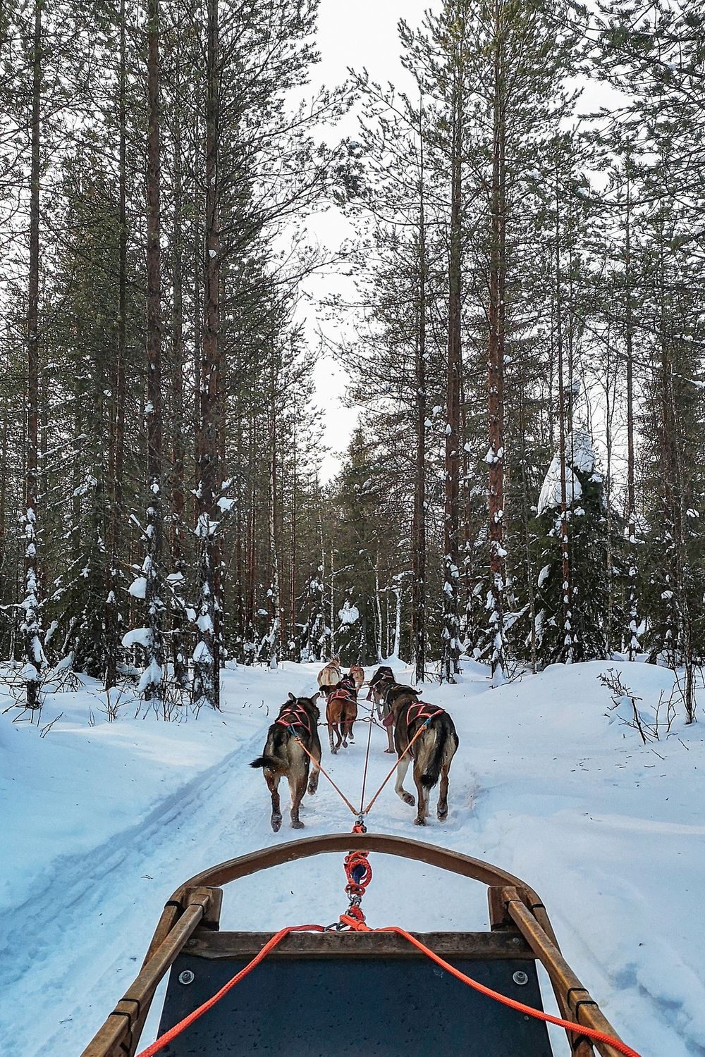 trineo tirado por perros en Quebec: la mejor experiencia trineo tirado por perros en Quebec