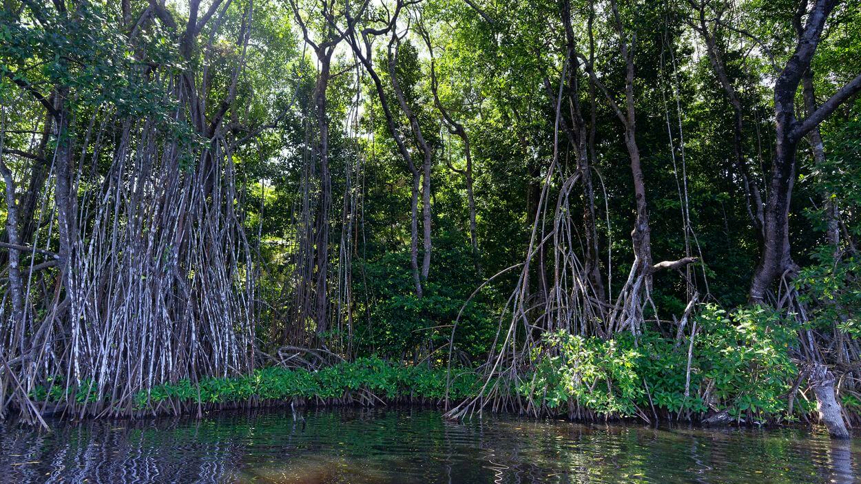 manglar en Marie Galante manglar en Marie Galante