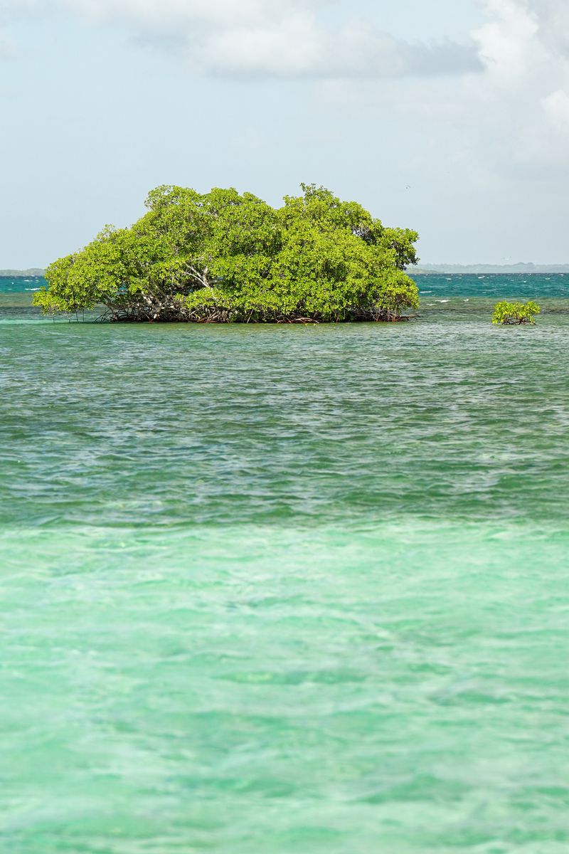 manglar en Guadalupe agua turquesa en manglar