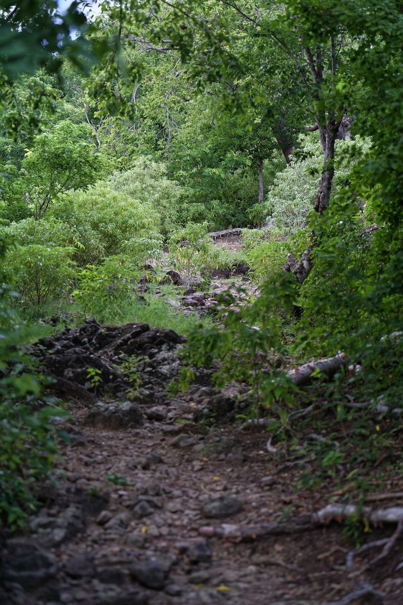sendero de Morne Morel sendero hacia Morne Morel