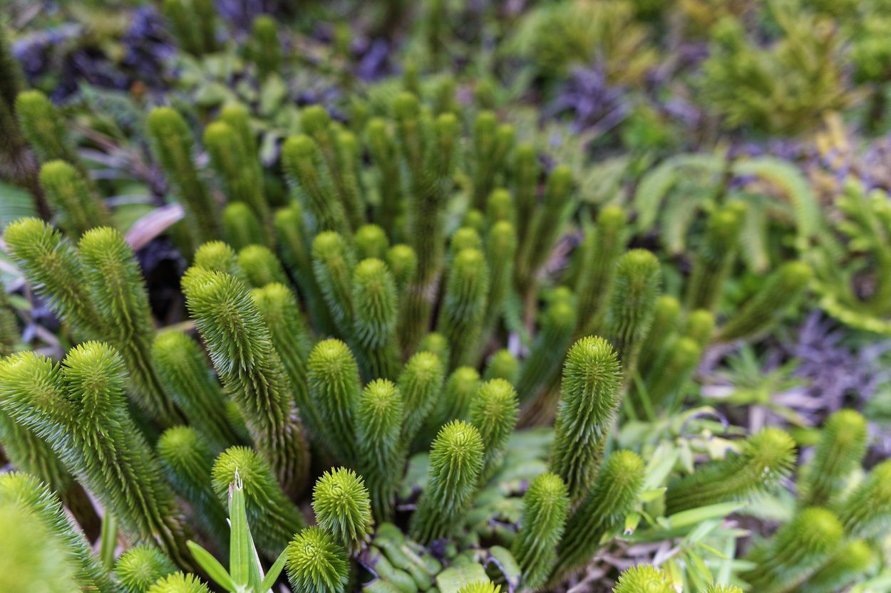 musgo de soufrière planta de soufrière