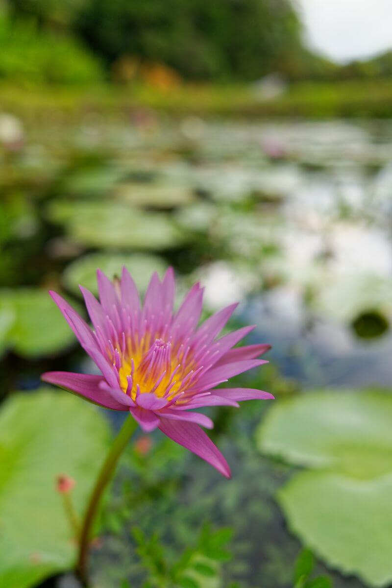 nenúfar en el jardín jardín valombreuse