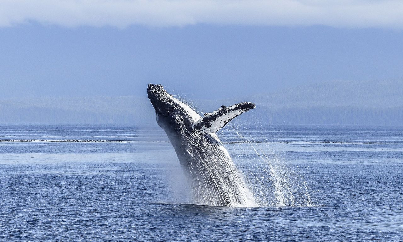 observación de ballenas en Tadoussac ballena en Tadoussac