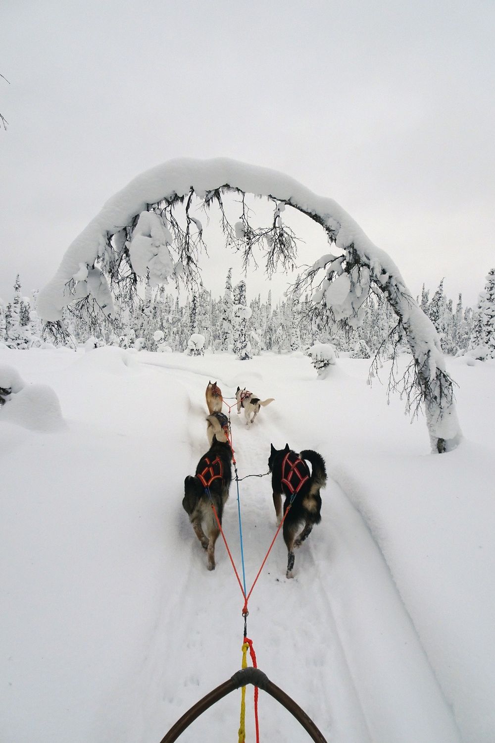 trineo tirado por huskies en Quebec los mejores lugares para probar el trineo tirado por perros en Quebec