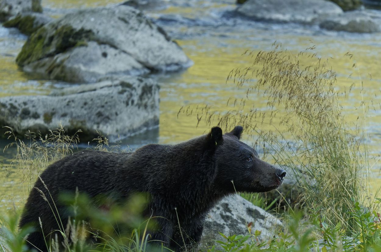 oso Haines oso en Haines