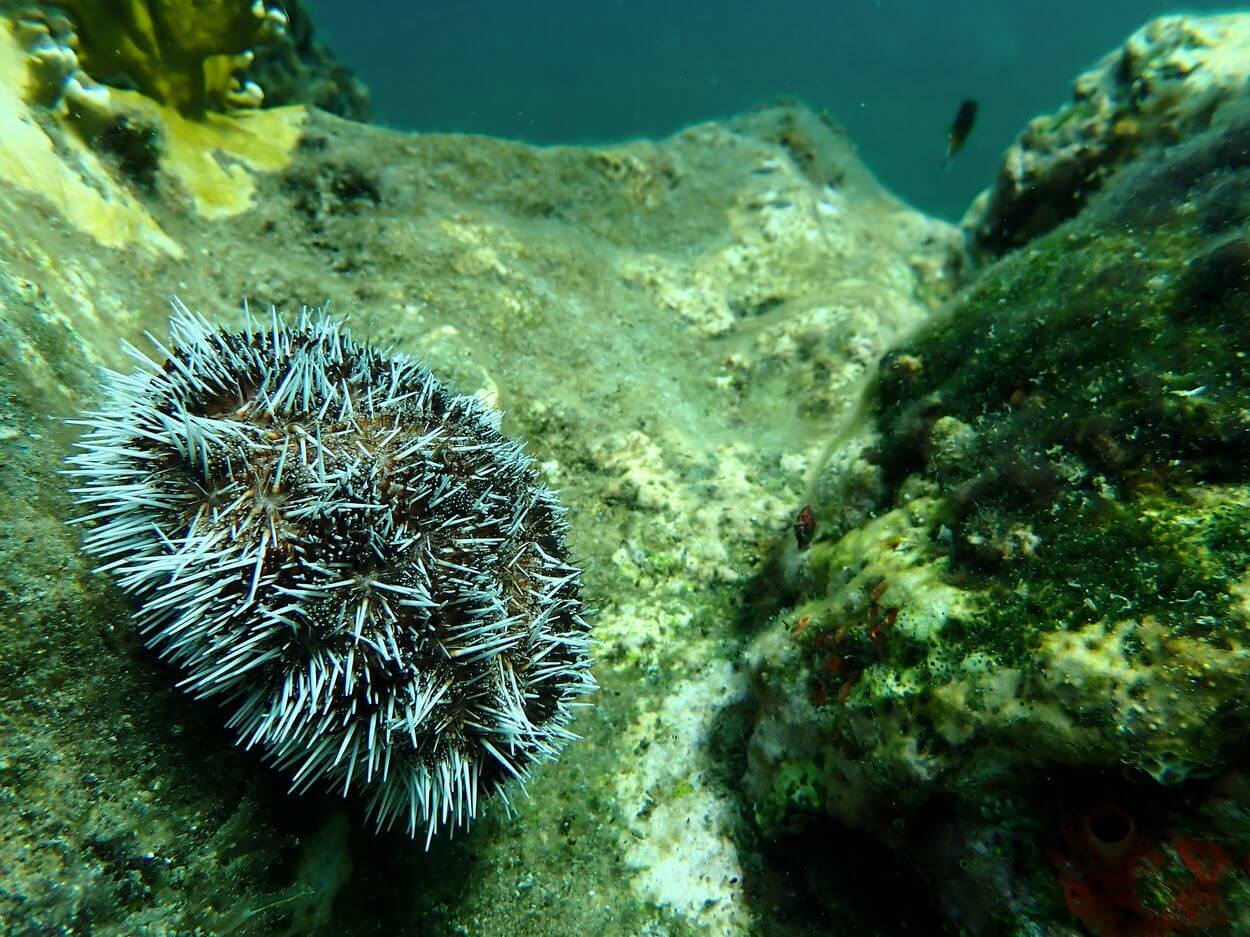 máscara aleta tubo reserva Cousteau máscara aleta tubo reserva Cousteau en Guadalupe