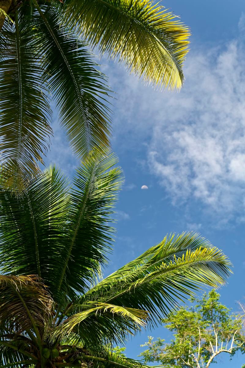 palmera en bain des amours palmera en bain des amours