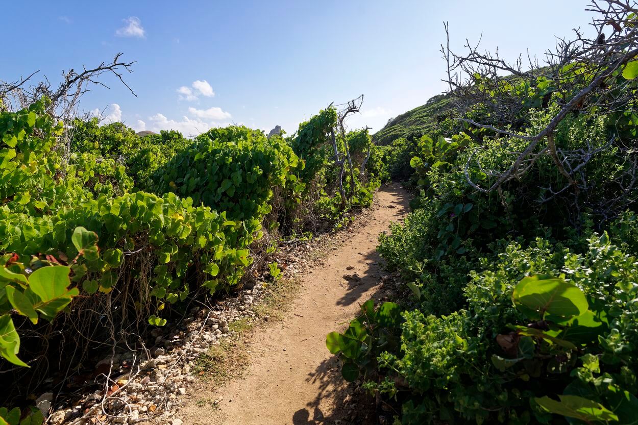 pasaje en la vegetación Pointe des Chateaux vegetación en Pointe des Chateaux