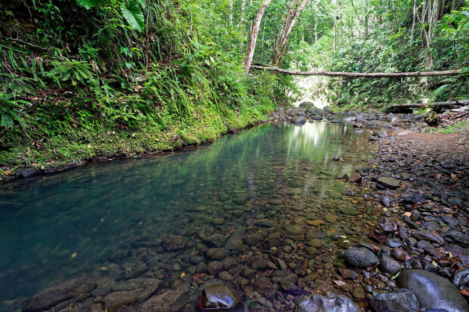 paisaje de goyave durante la caminata de saut du bras du fort piscina durante la caminata