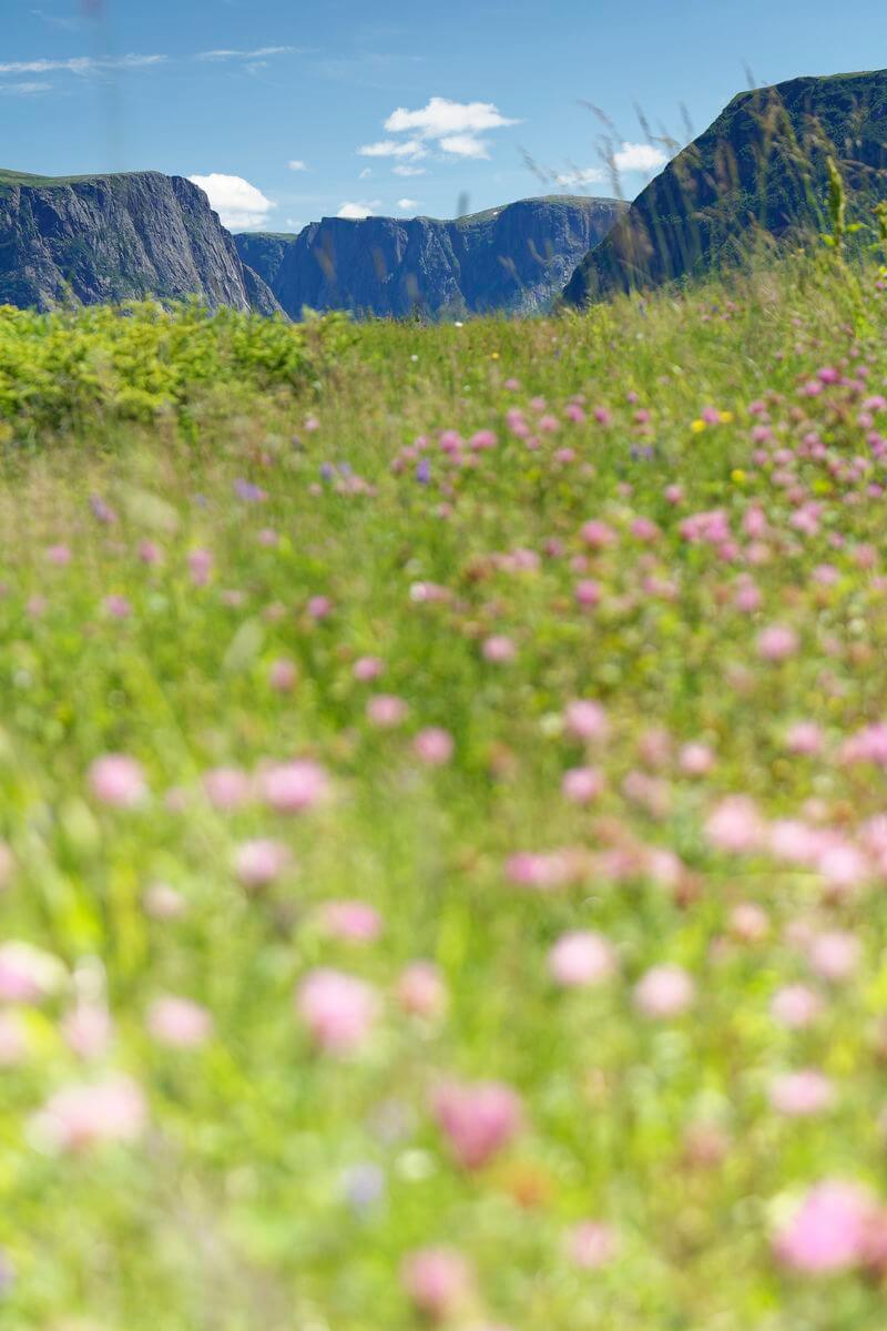 paisajes sendero de Gros Morne flor en Gros Morne