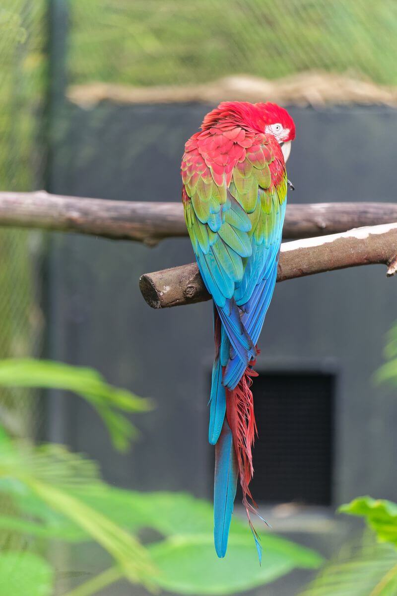 loro en el jardín Valombreuse fauna en Guadalupe