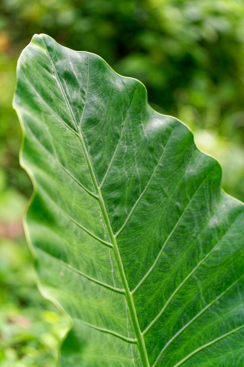 planta en bassin des amours banana bain amours
