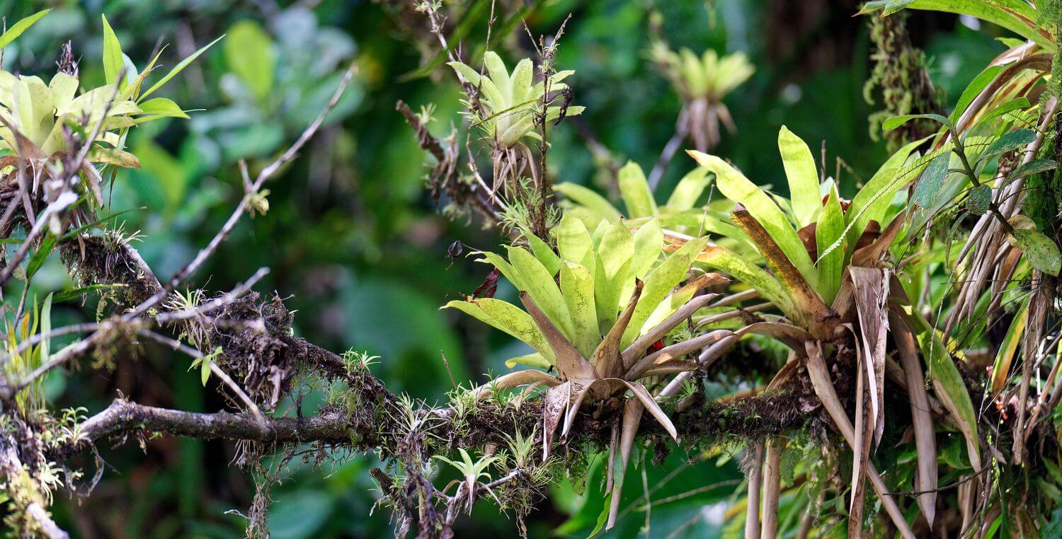 planta en los árboles cascada árbol planta