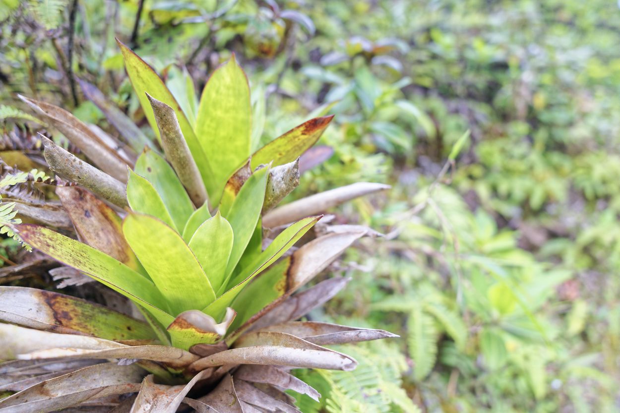 planta salvaje de Soufrière planta de Guadalupe