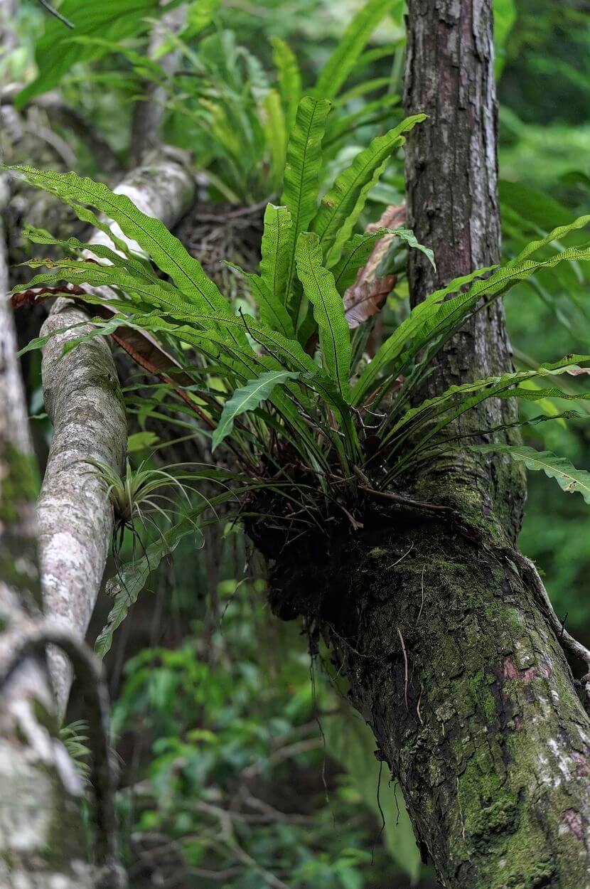 planta tropical acomat Guadalupe saut acomat en punta negra