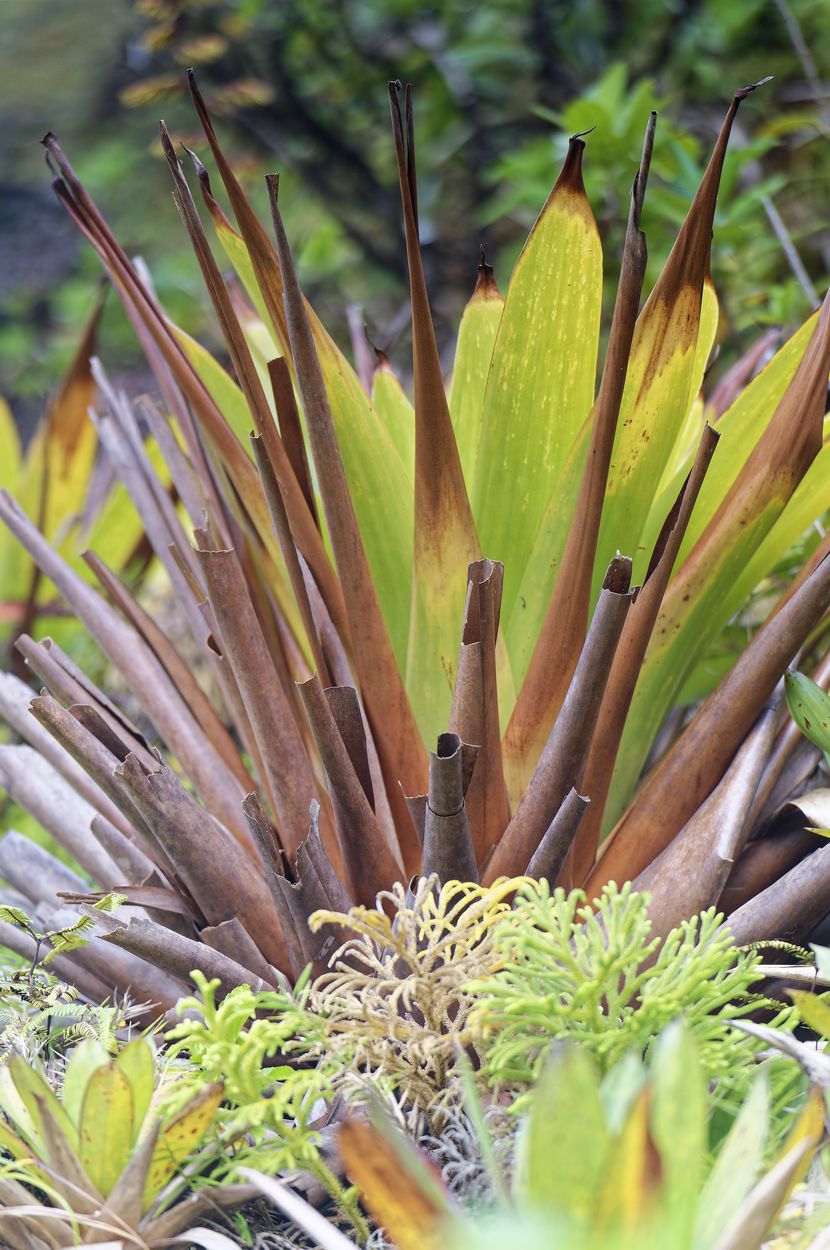 planta verde soufrière planta verde soufrières