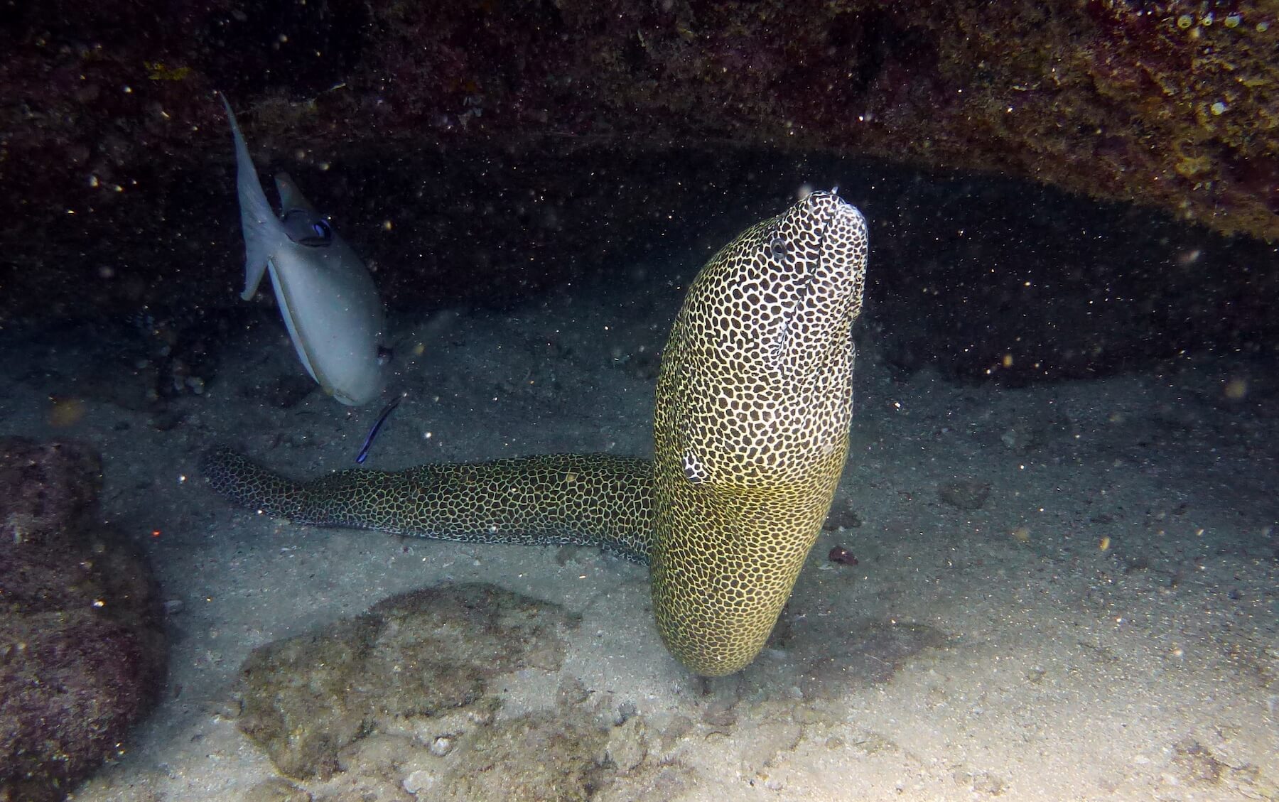 Sitio de buceo de Vilanculos cómo y dónde bucear en Mozambique