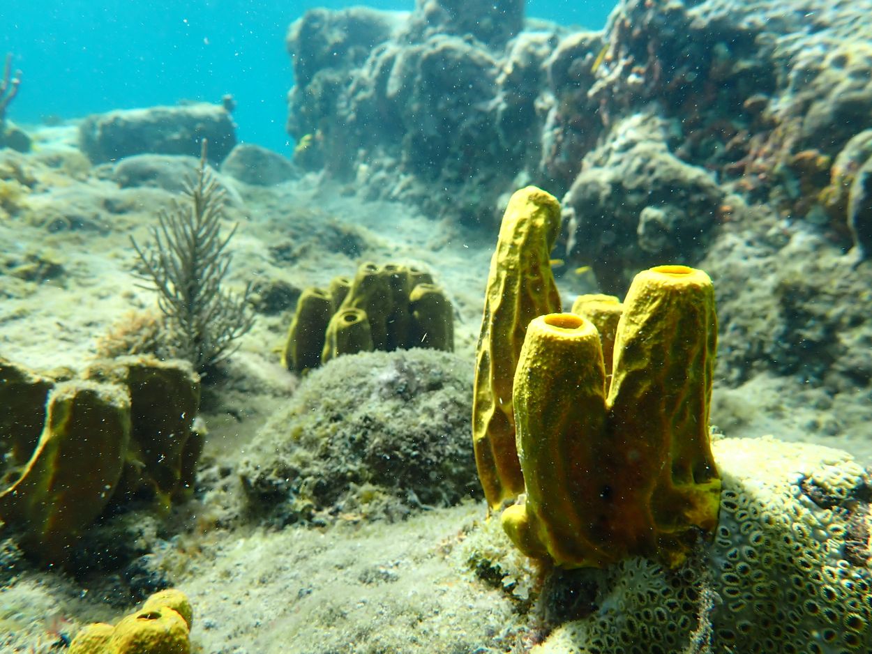 buceo en Malendure horas saludables Malendure
