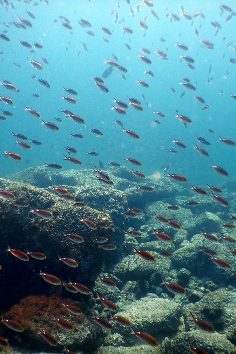 buceo en Malta, Comino y Gozo pez maltés