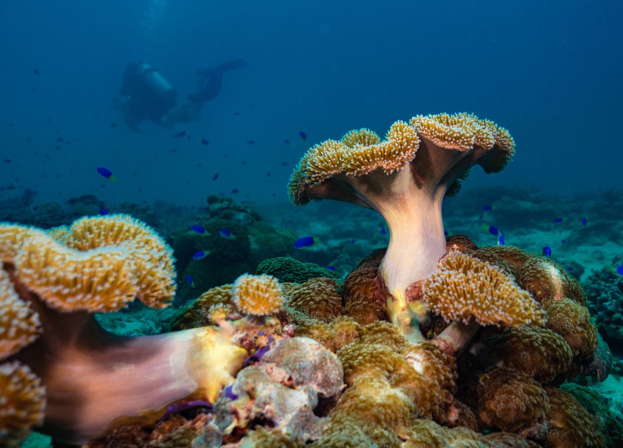 Buceo en las Seychelles buceo en las Seychelles