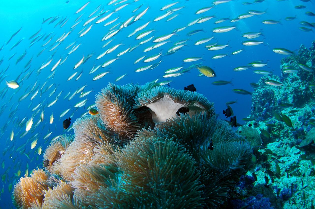 Buceo en las Seychelles buceo en las Seychelles