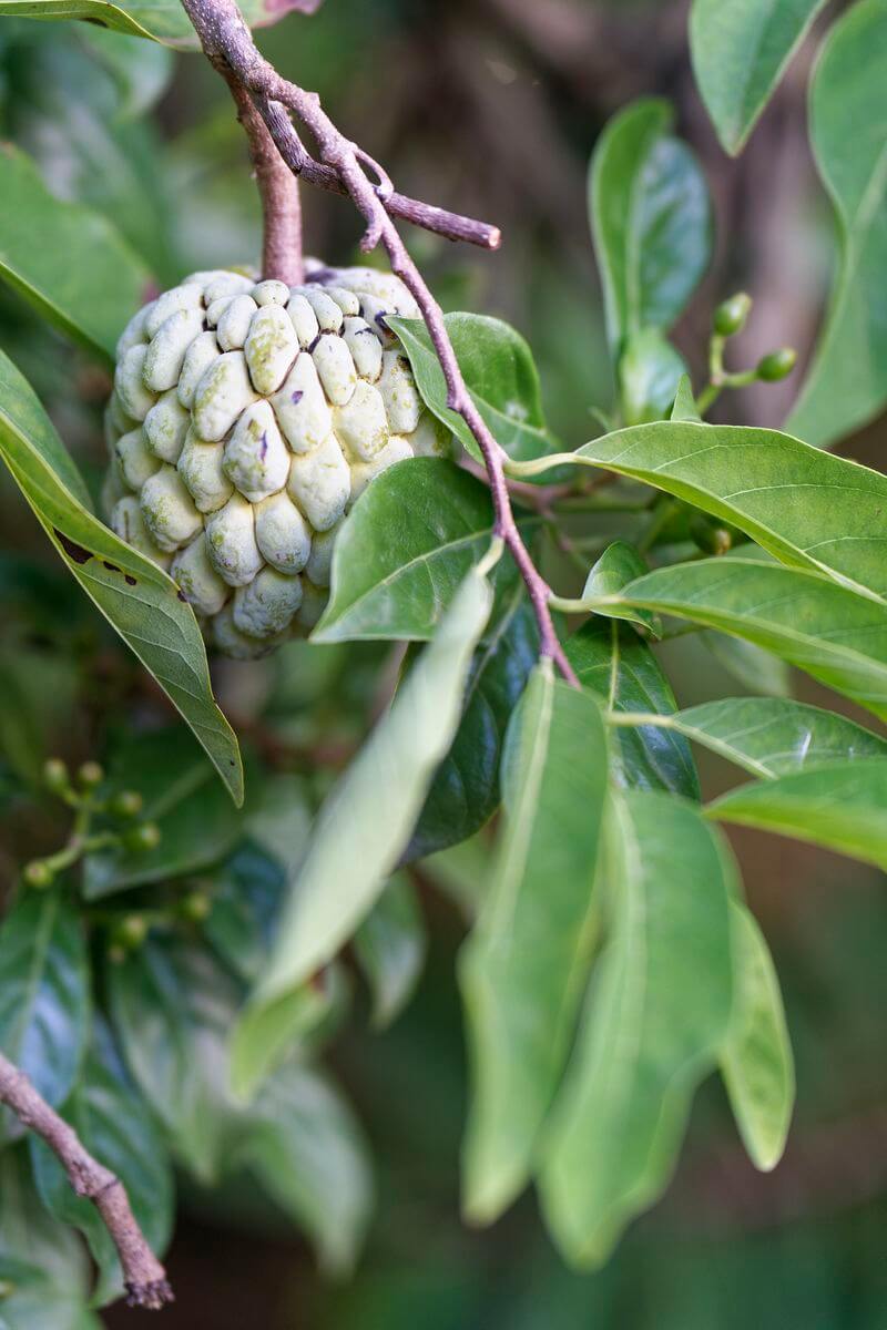 manzana con canela Terre de Bas fruta en Terre de Bas