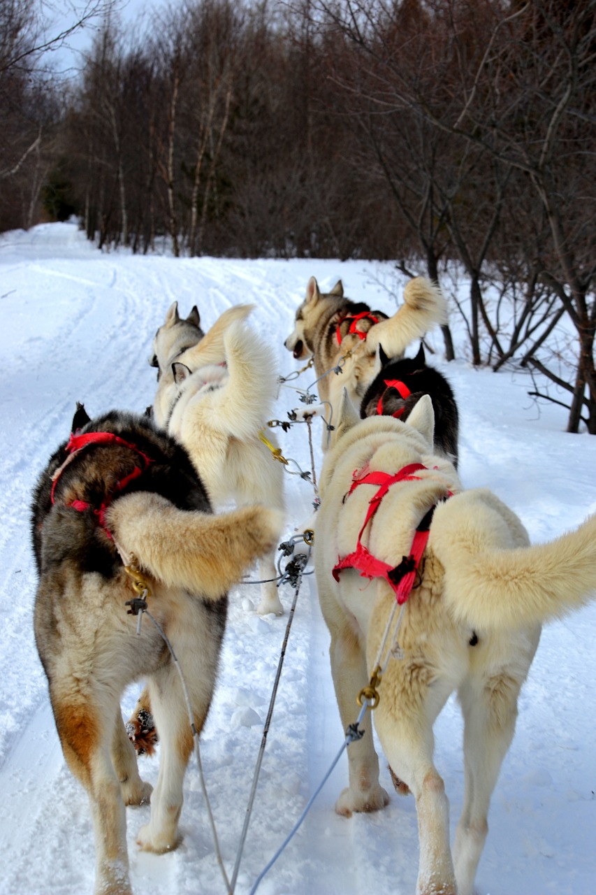 trineo tirado por perros en Quebec, Canadá los mejores lugares para hacer trineo tirado por perros en Canadá
