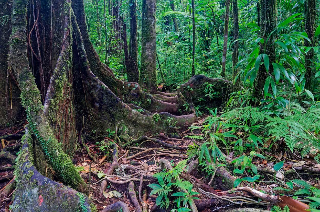 zona plana antes de descender hacia la parábola en el bosque hacia la parábola