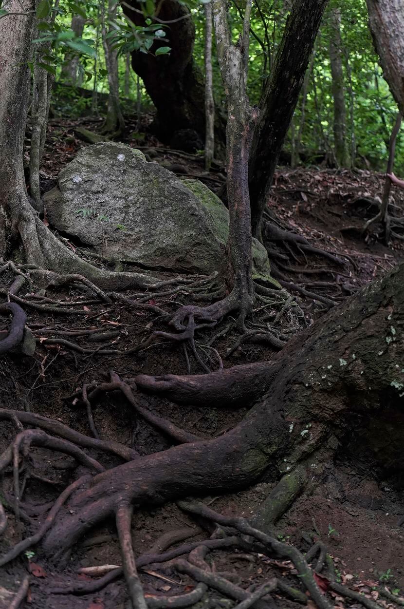 senderismo en Saut Acomat caminando hacia el bosque en Saut Acomat, Guadalupe
