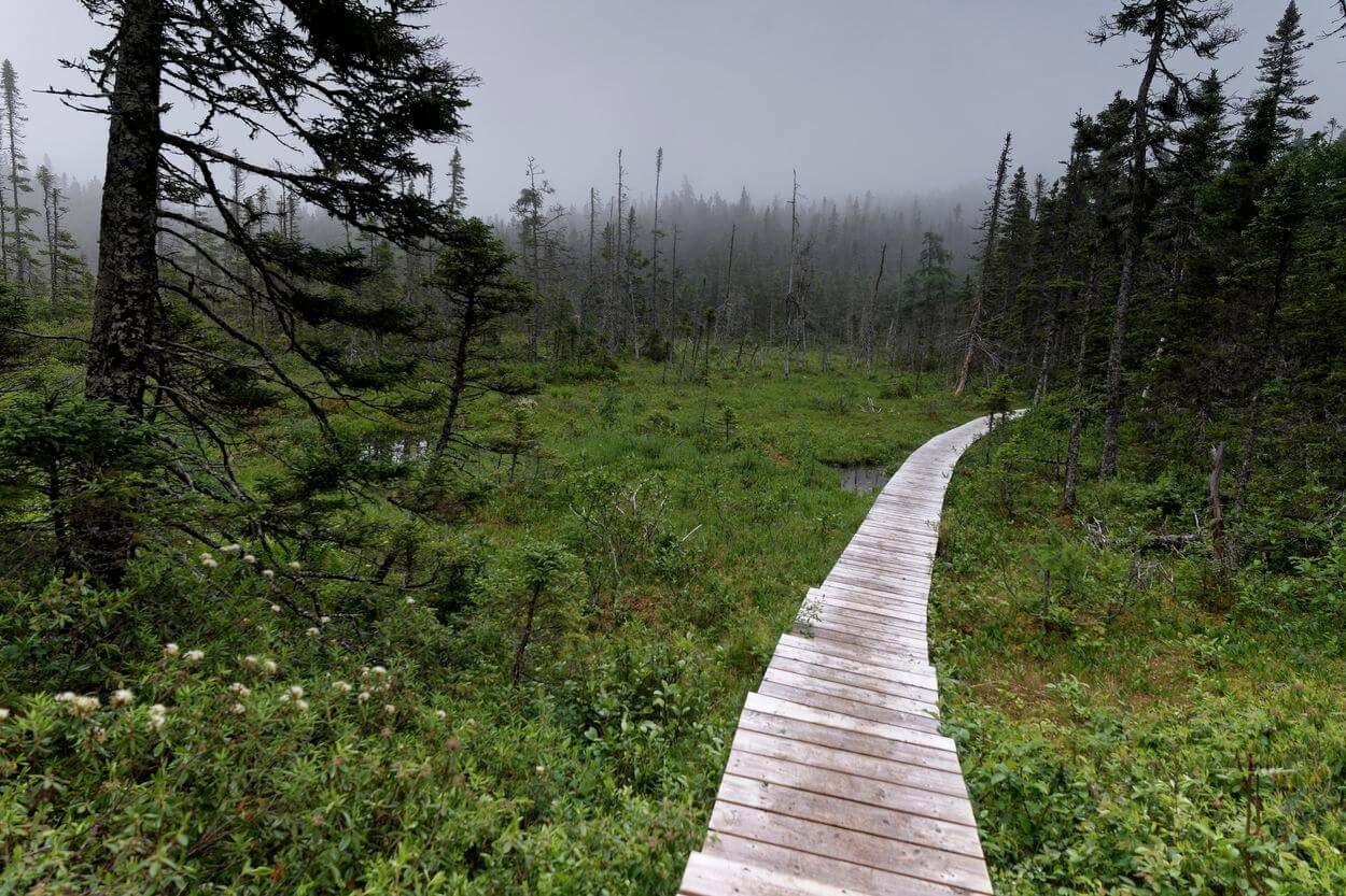 sendero Malady Head Trail, Terra Nova, Canadá sendero Malady Head Trail, Terra Nova, Canadá