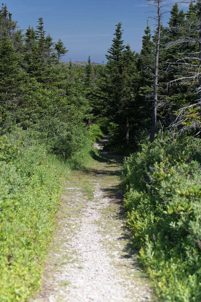 sendero en la isla de Fogo sendero en la isla de Fogo