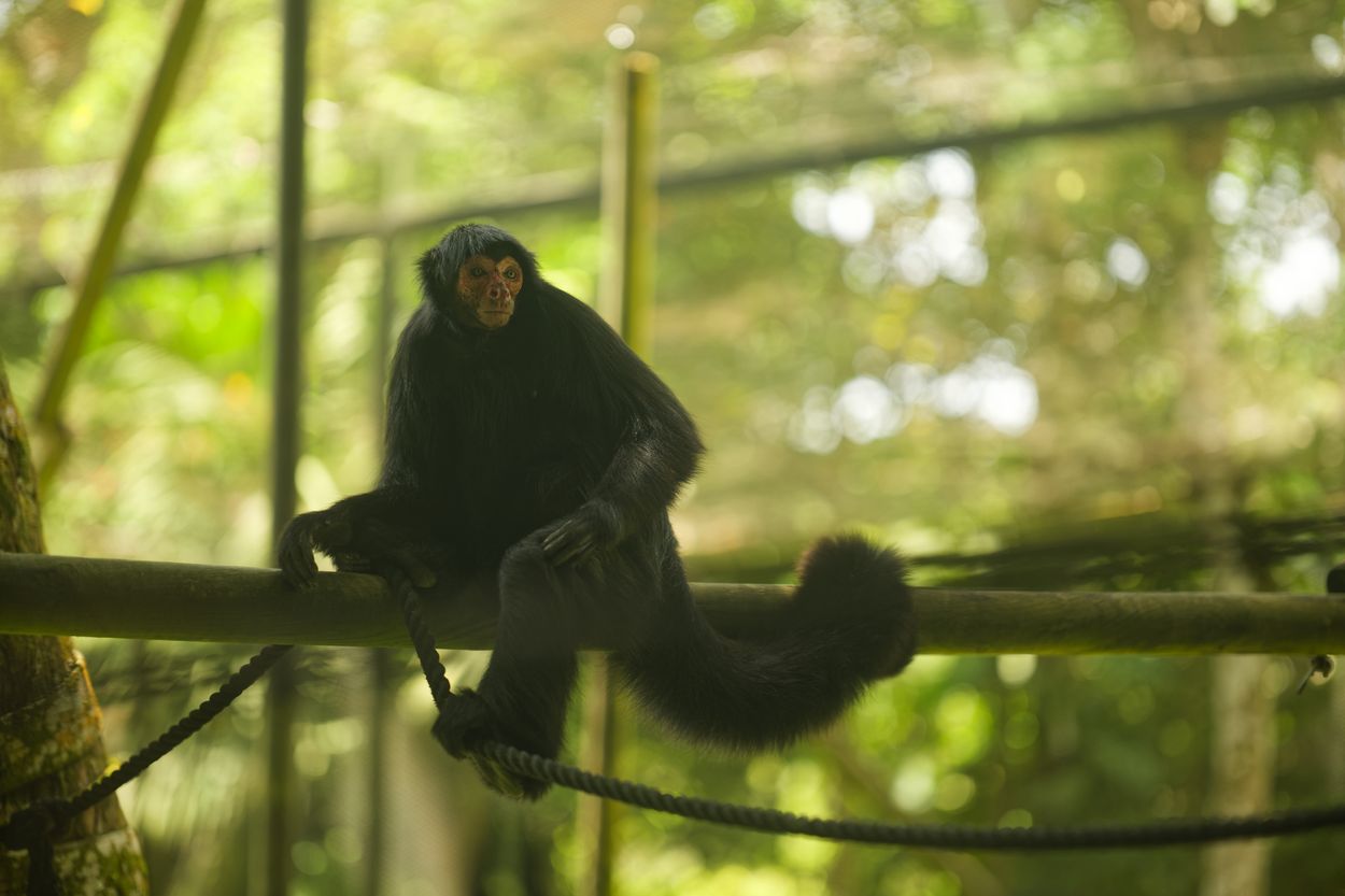 mono en el zoológico mono en el zoológico